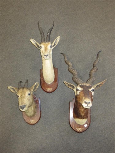 Lot 631 - A Black Buck, an early 20th century head mount on shield attributed to Edward Gerrard & Sons