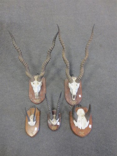 Lot 632 - Five early 20th century African skull mounts, mounted on shields by Edward Gerrard & Sons
