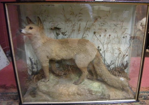 Lot 630A - A Fox, full mount by W. Cross, Liverpool
