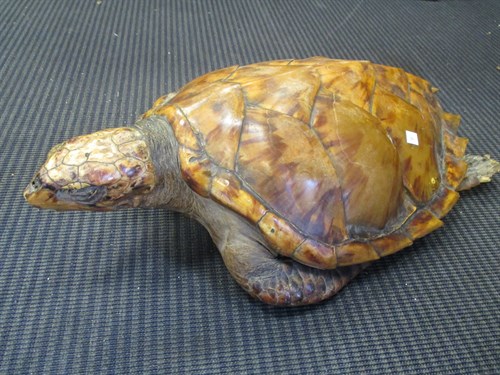 Lot 212 - A Victorian Hawksbill Turtle (Eretmochelys imbricata)