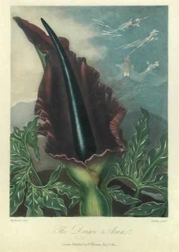 Lot 25 - Dr Thornton's Temple of Flora.