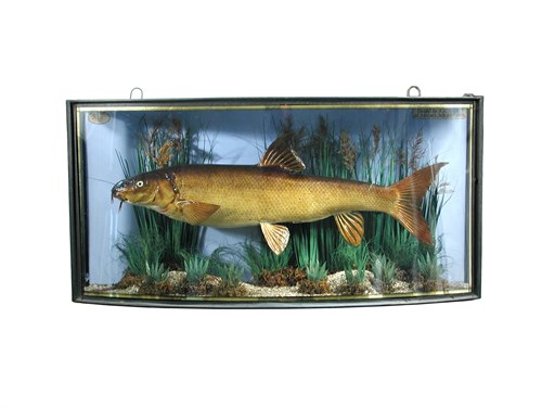 Lot 157 - Barbel, (Barbus barbus), a cased fish