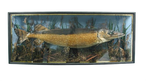 Lot 158 - Pike, (Esox), a cased fish