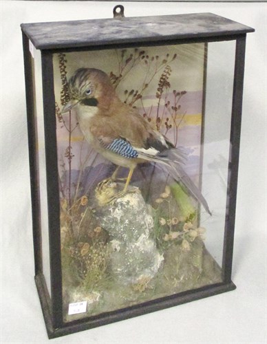 Lot 159 - Jay, (Garrulus glandarius), a full mount