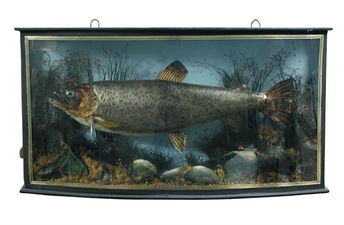 Lot 160 - Brown Trout, (Salmo trutta) a cased fish