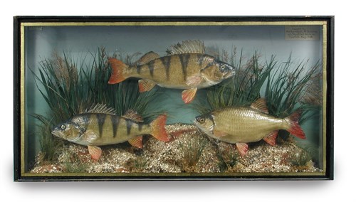 Lot 161 - A brace of Perch (Perca) and a Rudd (Scardinius erythrophthalmus), full mount fish