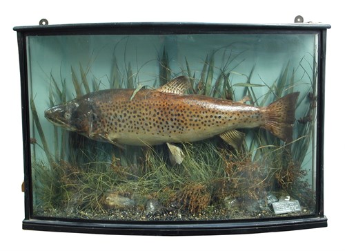 Lot 169 - Brown Trout (Salmo trutta),a cased fish