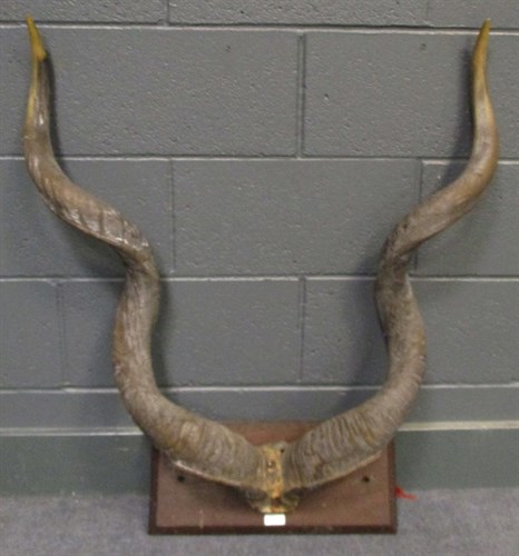 Lot 170 - Kudu horns