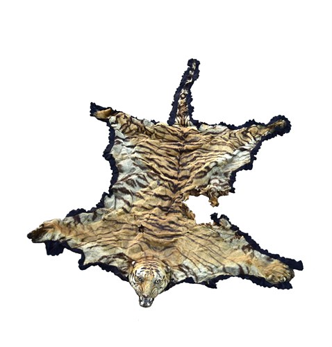 Lot 162 - A Tiger skin rug, (Panthera tigris tigris), circa 1900