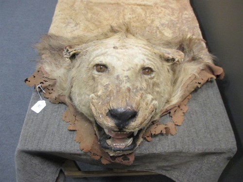 Lot 163 - A Lion skin rug, (Panthera)