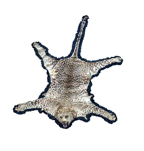 Lot 164 - A Leopard skin, (Panthera pardus), circa 1930