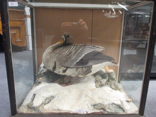 Lot 165 - Pink Footed Goose (Anser brachyrhynchus), a full mount