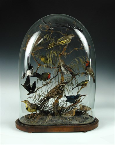 Lot 166 - A Victorian group of seventeen exotic birds