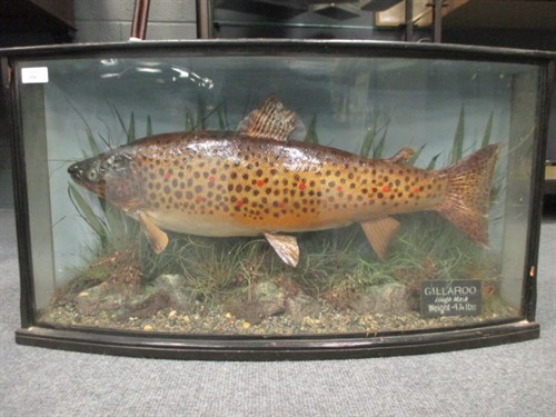 Lot 194 - Gillaroo, (Salmo stomachicus)