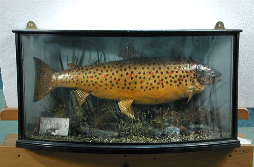 Lot 196 - Gilleroo, (Salmo stomachicus)