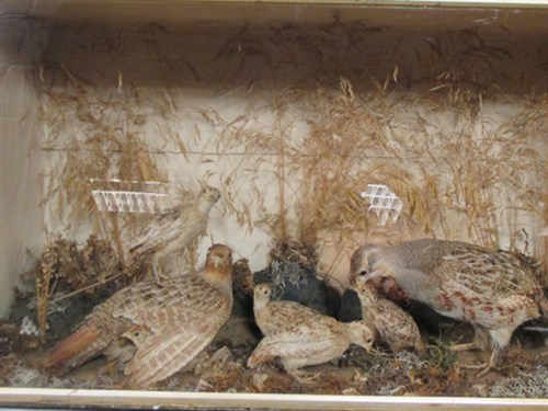 Lot 214 - English partridges, a brace with chicks in a...