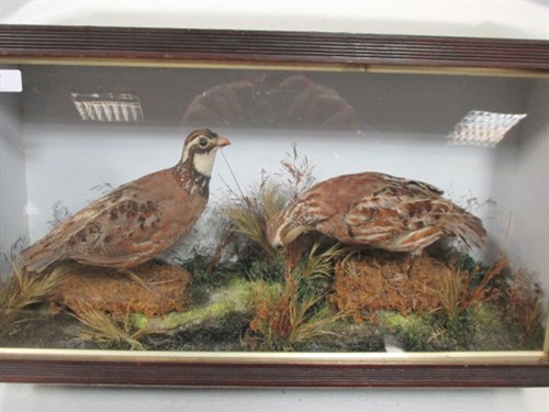 Lot 215 - Quail, a brace in a glazed case, 31 x 56 x...