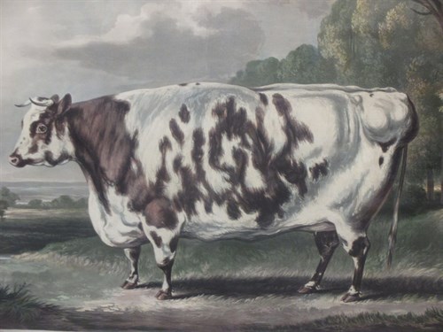 Lot 324 - The Everingham Short Horned Prize Cow, a...