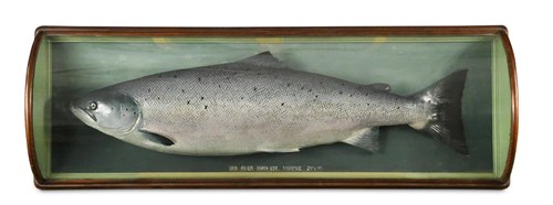 Lot 256 - A plaster cast and painted salmon