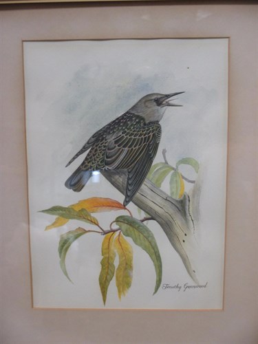 Lot 299 - Timothy Greenwood (b. 1947) 'A Starling,...
