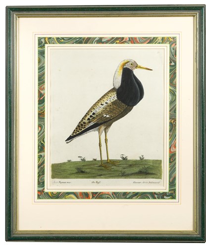Lot 358 - Eleazar Albin (German/British, 1694-1773)