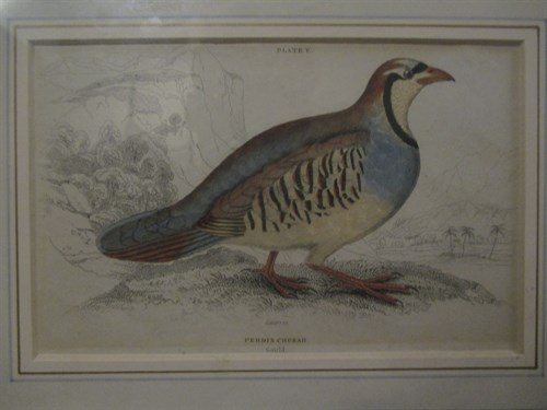Lot 275 - Three small bird prints