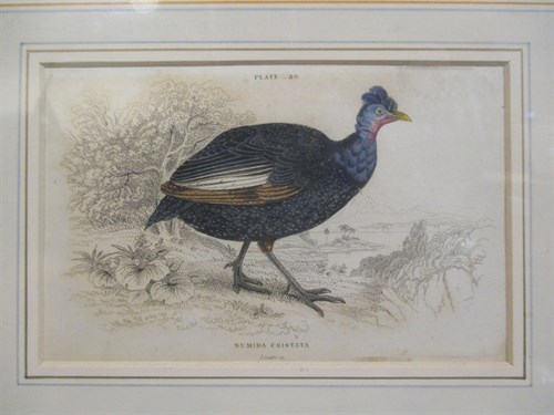 Lot 275 - Three small bird prints