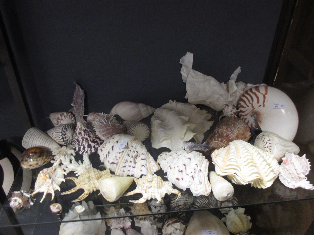 Lot 66 - A collection of shells