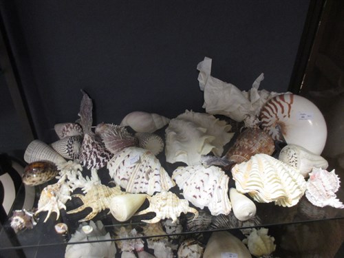 Lot 66 - A collection of shells