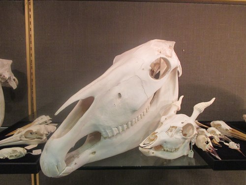 Lot 49 - A collection of animal skulls to include a...