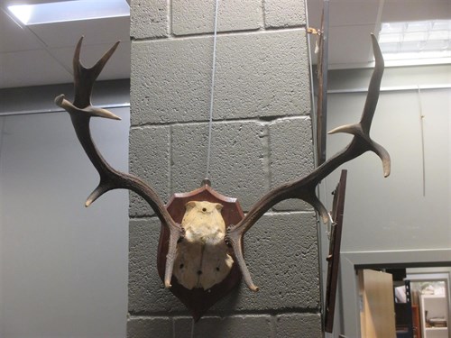 Lot 72 - Red Stag skull mount, to an oak shield,...
