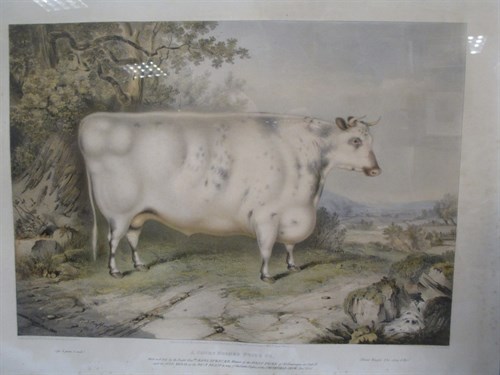 Lot 320 - J W Giles after H Strafford, A Shorthorned...