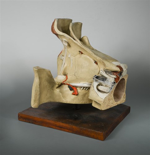 Lot 67 - An unusual early twentieth-century painted plaster anatomical teaching model