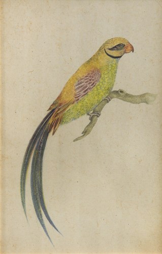 Lot 88 - A collection of watercolours of birds