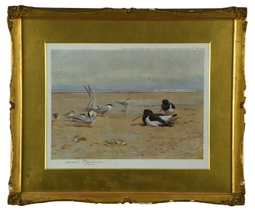 Lot 102 - Archibald Thorburn , Wood Pidgeon, English...