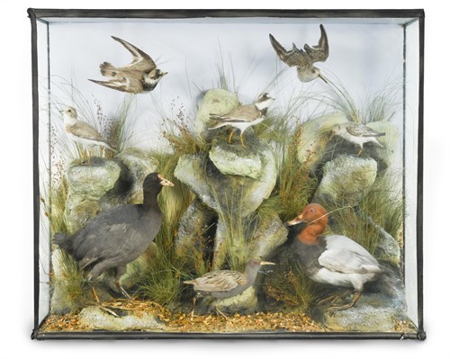Lot 136 - An early 20th century taxidermy group, to...