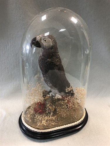 Lot 343 - Three Victorian glass domes of taxidermy