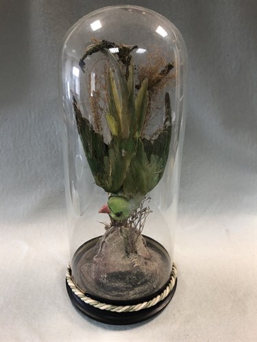 Lot 343 - Three Victorian glass domes of taxidermy