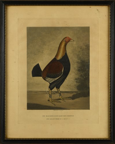 Lot 19 - After C R Stock, The Black breasted dark red...