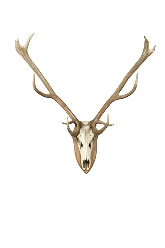 Lot 503 - A red deer stag skull mount