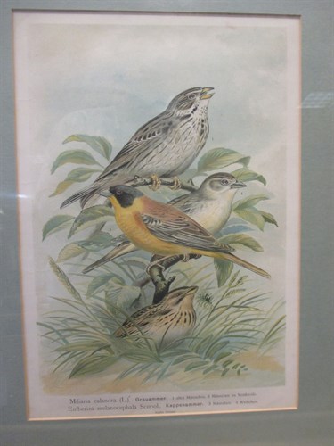 Lot 375 - Two architectural prints, a bird print and a...