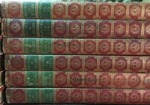 Lot 414 - Six leather covered Solander type print boxes, formerly used at the Albertina Museum, Vienna