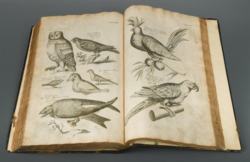 Lot 101 - WILLUGHBY (Francis) The Ornithology of Francis...