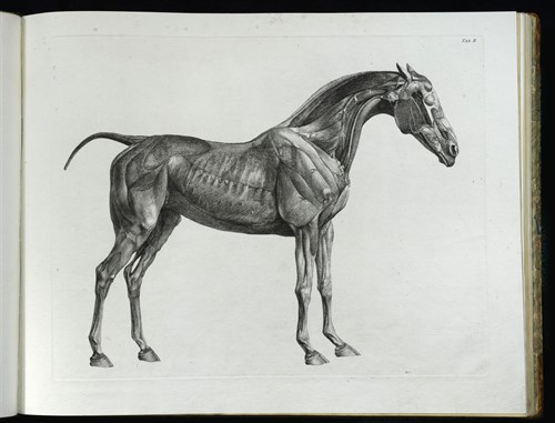 Lot 417 - STUBBS (George) The Anatomy of the Horse,...