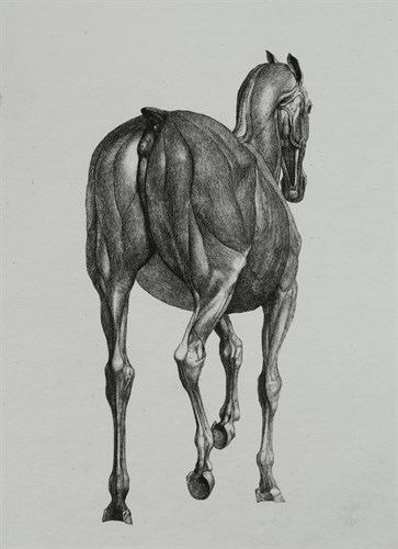 Lot 417 - STUBBS (George) The Anatomy of the Horse,...