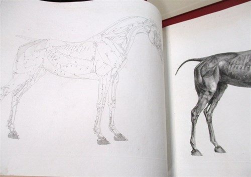 Lot 417 - STUBBS (George) The Anatomy of the Horse,...