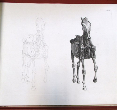 Lot 417 - STUBBS (George) The Anatomy of the Horse,...