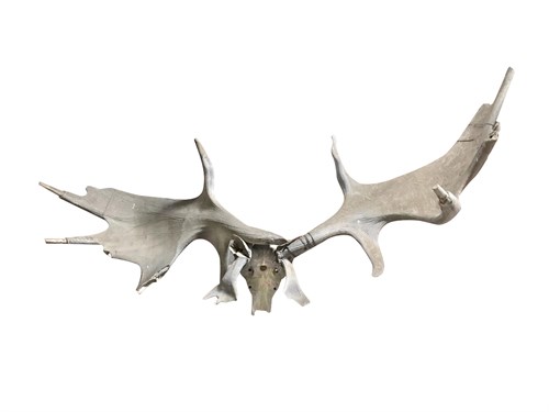 Lot 543 - A monumental pair of Irish Elk (Megaloceros Giganteus) antlers