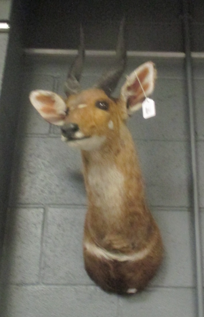 Lot 252 - Taxidermy trophy mount - Bushbuck, neck mount