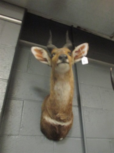 Lot 252 - Taxidermy trophy mount - Bushbuck, neck mount